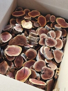 25pcs Manzanita slices burl ,slabs live edge wood crafts aquarium Rare epoxy 90 - Picture 1 of 10