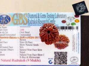 9 Mukhi Rudraksha / Nine Face Rudraksh Nepal Bead-20-22 MM -Lab Certified - Picture 1 of 2