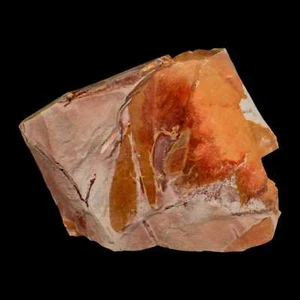 5.3" Detailed Glossopteris Browniana Fossil Plant Leaves Permian Age Australia - Picture 1 of 5