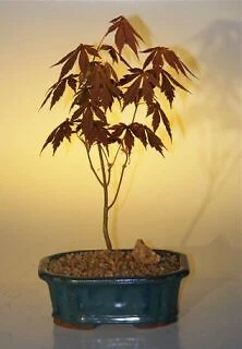 Japanese Red Maple Bonsai Tree Live Acer Palmatum Atropurpureum 12'' Tall - Image 1 of 1