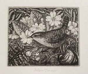 Original Pencil Signed Etching by Robin Tanner: Wren and Primroses