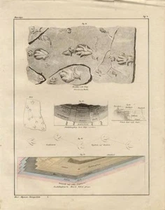 1843 OKEN HC LITHOGRAPH bituminous coal, sedimentary rock, dinosaur footprints - Picture 1 of 2