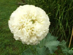Poppy Yellow Peony - 50+ seeds - Semillas - Graines - YELLOW FLOWER! Z 076 - Picture 1 of 1
