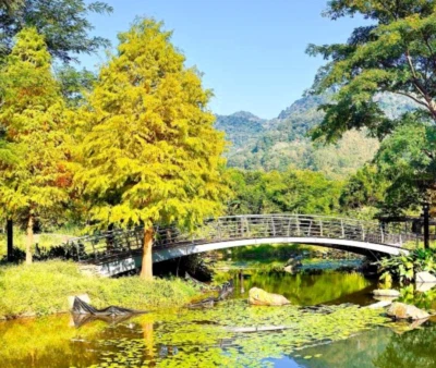 Ciprés calvo - Planta viva en maceta de cuarto de galón - Conífera caduca resistente Foto 1 de 4