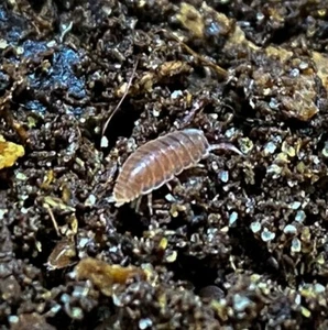 25+ Live Dwarf Purple Isopods (Trichoniscidae) - Bio-Active Insect Clean Up Crew - Picture 1 of 6