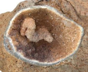 Dogger Brachiopode mit erhaltenem Armgerüst in Calzit Hartmannshof A4-10 - Bild 1 von 2