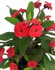 Red Crown of Thorns Plant - Euphorbia splendens - 5" Pot