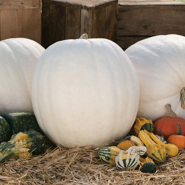 Pumpkin Polar Bear F1 Seeds Vegetable Seed - Image 1 of 1