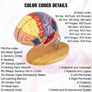 Medical Human Brain Model Anatomy 4-Part Model of Brain w/Labels & Display Base - Picture 1 of 8