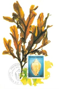 Card Maximum #23467 New Caledonia Noumea 1992 Blackcurrant Abbotti Bouchet - Picture 1 of 2