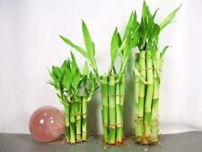 Lucky Bamboo 9 Stalks 8