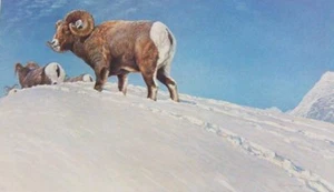 Last Look-Bighorn Sheep - Robert Bateman - Signed & Numbered Ltd Ed Print - Picture 1 of 1