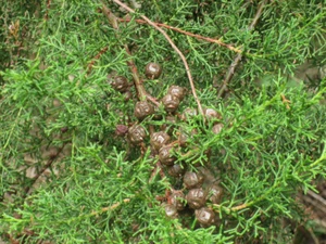 7 Seeds Cupressus lusitanica, Cypress of Portugal, Cypress of Mexico - Picture 1 of 1