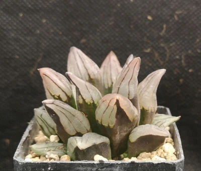 Haworthia atrofusca 'WATERMELON MUTANT' ! Read description!, Phyto available - Imagen 1 de 3