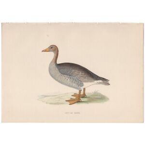Morris Birds antique 1870 hand-colored engraving print 256 Grey-lag Goose
