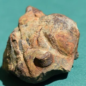 Rare Trilobite Fossil . Metacryphaeus tuberculatus . Devonian . Bolivian Fossils - Picture 1 of 11