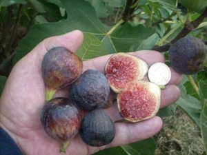 Fig tree cuttings , Ronde de Bordeaux ,delicious black, early to ripe,5 pieces ! - Picture 1 of 12