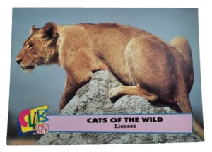 1993 Club Pro Set Cats Of The Wild #4 Lioness Female Lion Trading Card (G9 - Picture 1 of 2