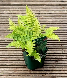 Straußenfarn - Trichterfarn - Matteuccia struthiopteris Farn im 1-Liter Topf - Bild 1 von 3