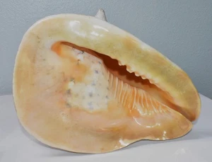 Large 12" Conch Shell Real Cassis Cornuta Shell Conch Shell cut for Horn Blowing - Picture 1 of 8