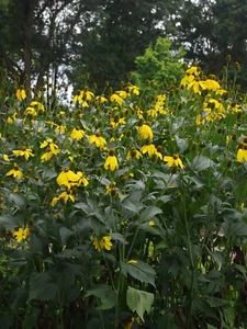Rudbeckia lacinata ‘Herbstonne’- Division - Picture 1 of 1