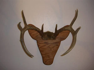 Rackheads Deer Monster Buck 14" Deer antler mounting plaque kit - Picture 1 of 4