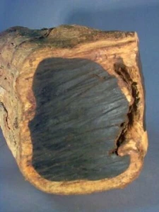 10 semi di ebano Diospyros, semi di ebano di Ceylon, semi di albero di ebano indiano - Foto 1 di 5