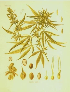 Botanical Postcard: Vintage Repro Print- Cannabis / Marijuana/ Weed Plant - Picture 1 of 3