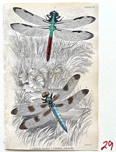 1843 Jardine NATURALIST'S LIBRARY HC Mantis/Dragonflies/Crickets/MORE YOU SELECT - Picture 1 of 17