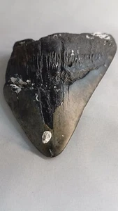 Carcharodon Megalodon Haifischzahn South Carolina - Bild 1 von 8
