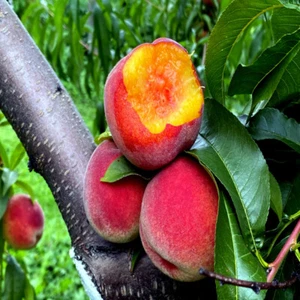 Peach Tree Seeds Dwarf Loring NEMAGUARD (Prunus persica) Fast Hardy Fruit Plant - Picture 1 of 12
