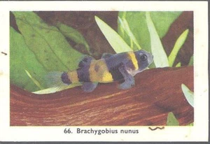 Rizla (NL) - Exotic Aquarium Fish, Series 2, overprint back - 66 - Goby - Bild 1 von 2