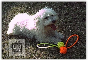 Hundespielzeug  Original von q-products Signal-Gelb für kleine Hunde - Bild 1 von 6