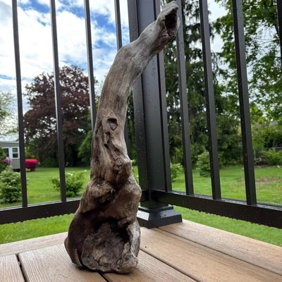 天然漂流木 23 英寸 x 10 英寸 – 粗糙形状,嵌入式岩石,空心凹槽,装饰 — 第 1/4 张图片