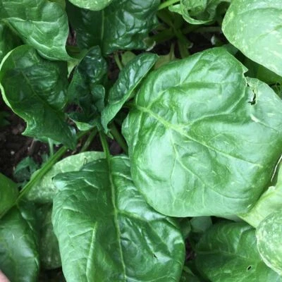 Giant Noble Spinach Seeds, NON-GMO, Giant Leaf, Heirloom, FREE SHIPPING - Image 1 of 2
