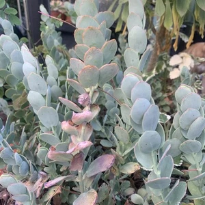 Kalanchoe Marnieriana Plant Cuttings 3 Pieces - Picture 1 of 6