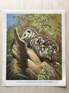 Walter Alois Weber Homes & Habits of Wild Animals Opossum 10x12” - Picture 1 of 2