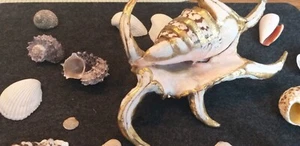 Muscheln Wasserschneckengehäuse - Bild 1 von 5