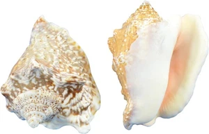 Conchas de ala de halcón surtidas conchas marinas artesanales de 2,5-3" (1 galón) - Imagen 1 de 1
