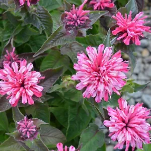 100 Light Pink Bee Balm Seeds Flowers Seed Butterflies Bees Hummingbird US SELL - Picture 1 of 24