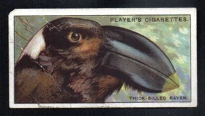 THE THICK-BILLED RAVEN 1929 JOHN PLAYER CIGARETTES CURIOUS BEAKS #37 GOOD - Picture 1 of 2