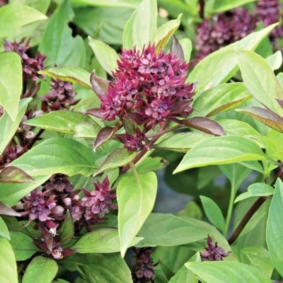 301+SIAM QUEEN BASIL Seeds Organic Herb Summer Vegetable Garden Patio Container - Image 1 of 4
