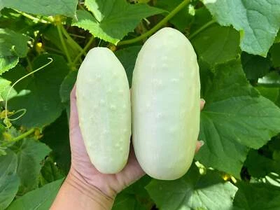 SEEDVILLE USA 50 WHITE WONDER CUCUMBER Fruit Cucumis Sativus Seeds