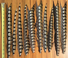 10 Pieces Lady Amhurst Tail Feathers, Fly Tying, Nr