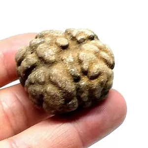 100% Original Reliquia Sivali PIEDRA SANTA EN LA CUEVA DE LAOS AMULETO 40 gramos - Imagen 1 de 12