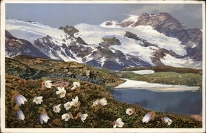 Postal vintage Pulsatilla Vernalis Engadin Suiza s417 - Imagen 1 de 2