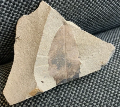 Rare Fossil Willow Tree Leaf Specimen, Eocene, Green River, Utah, USA. 54 MYO - Image 1 of 4