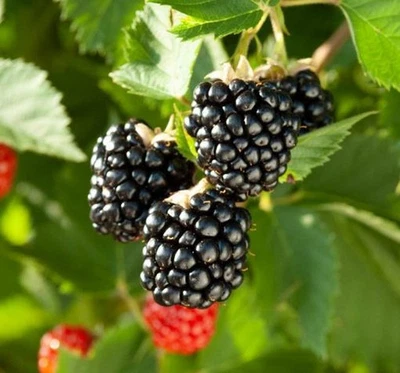Thornless Blackberry Seeds 15 Triple Crown+15 Chester+15 Natchez - Image 1 of 4