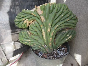 columnar Crest Monstrose Cactus 1 Large Partially rooted Cut W/new growth 7/2025 - Picture 1 of 5