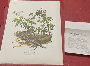 Ray Harm White-throated Sparrow Pencil Signed Print (12"x15") (c) 1972 - Picture 1 of 1